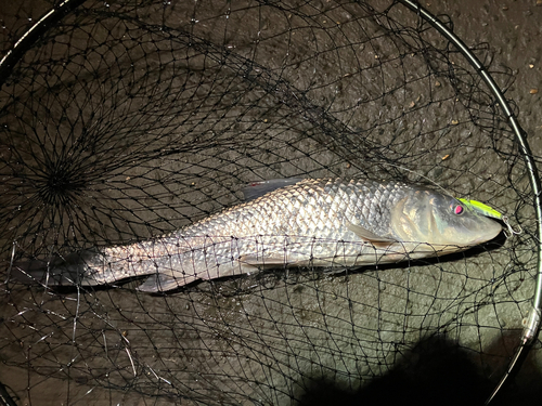 ニゴイの釣果