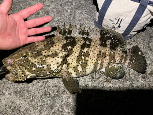 ヤイトハタの釣果