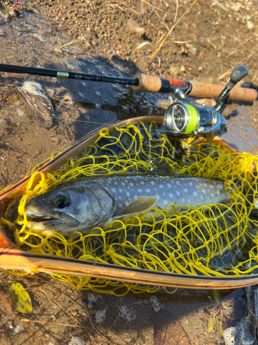 アメマスの釣果