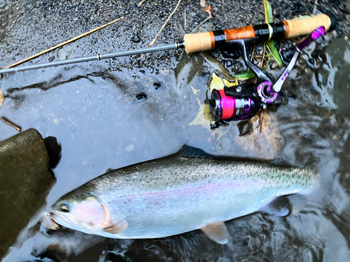 ニジマスの釣果