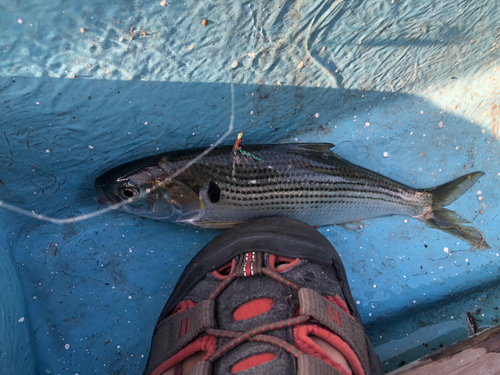 コノシロの釣果