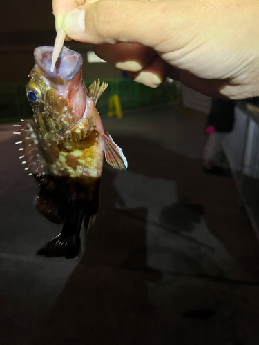 カサゴの釣果