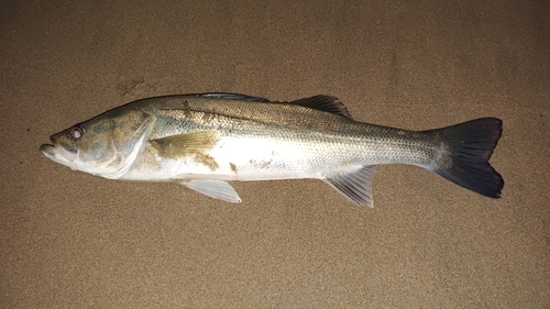 フッコ（マルスズキ）の釣果