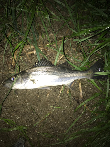 セイゴ（マルスズキ）の釣果