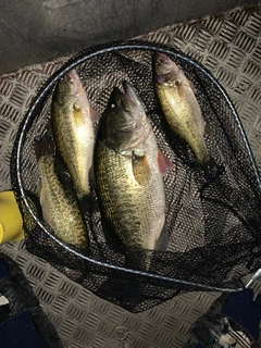 ブラックバスの釣果