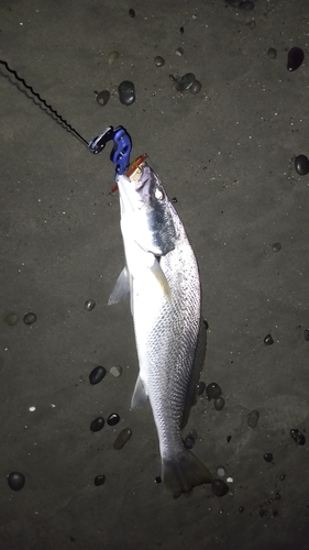 オオニベの釣果