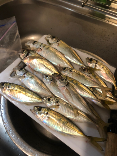 アジの釣果