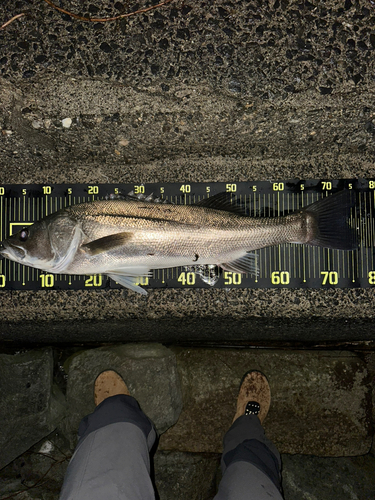 マルスズキの釣果