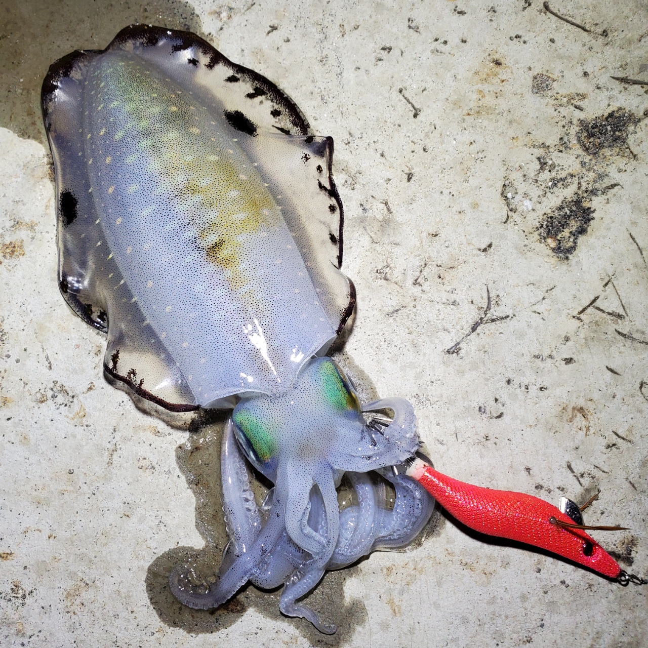 ミ←くらげ さんの 月日のアオリイカの釣り・釣果情報