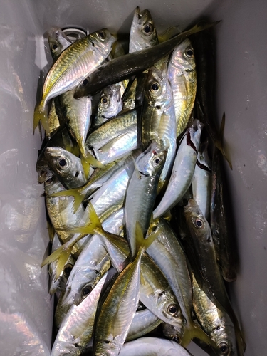 アジの釣果