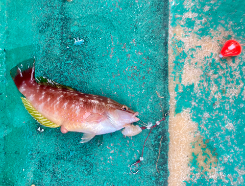 ベラの釣果