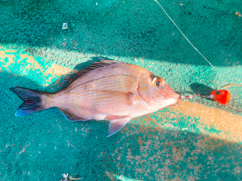 マダイの釣果