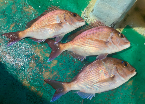 マダイの釣果