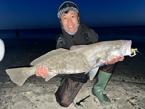 オオニベの釣果