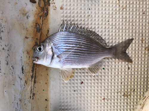 ヘダイの釣果