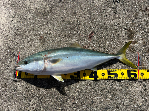 メジロの釣果