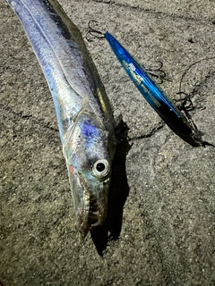 タチウオの釣果