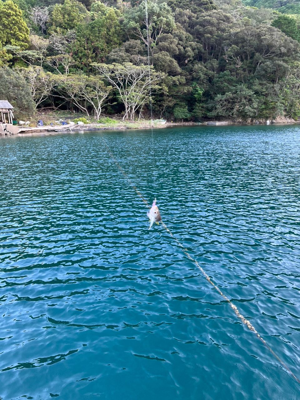 【つみれ団】シーバスショアー「高校生」さんの釣果 2枚目の画像