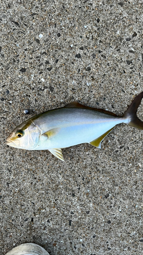 カンパチの釣果