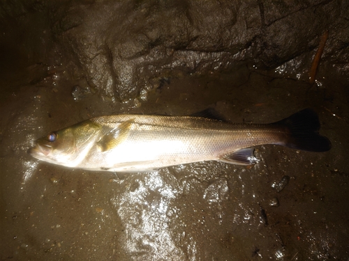 スズキの釣果