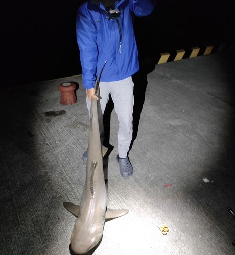 ネムリブカの釣果