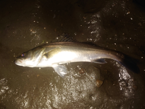 スズキの釣果