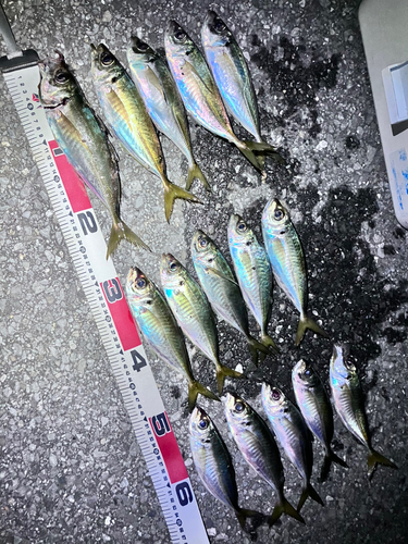 アジの釣果