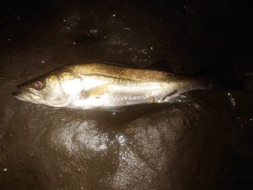 スズキの釣果