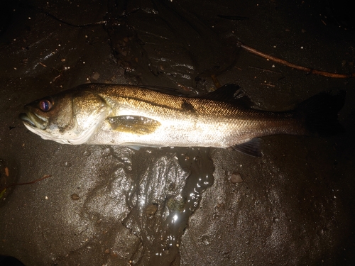 スズキの釣果