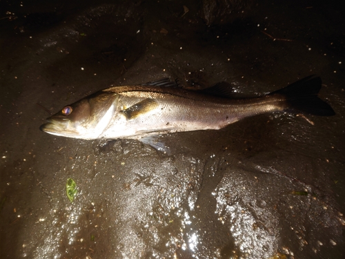 スズキの釣果