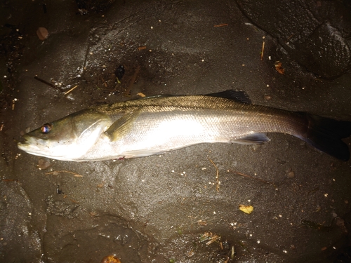 スズキの釣果