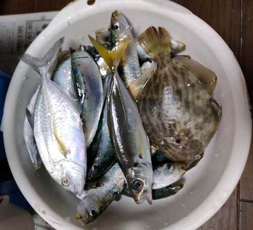 イワシの釣果