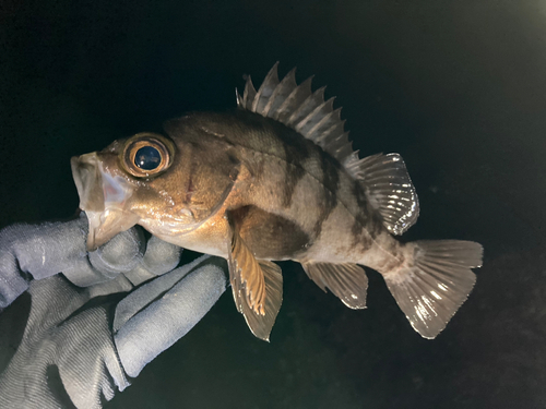 メバルの釣果