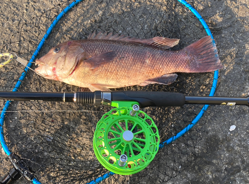 コブダイの釣果