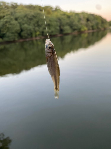 コイの釣果