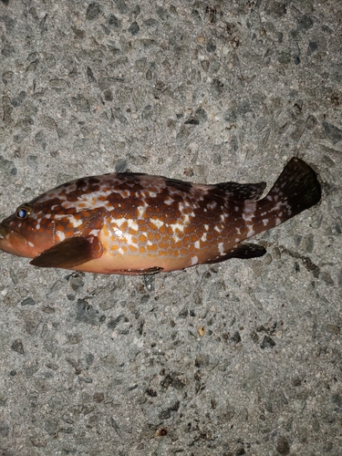 アコウの釣果