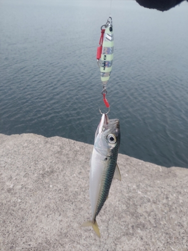 サバの釣果