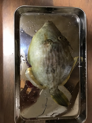 カワハギの釣果