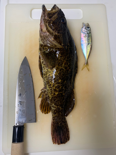 タケノコメバルの釣果