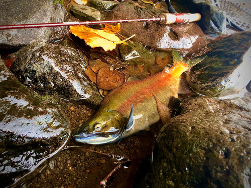 ヒメマスの釣果