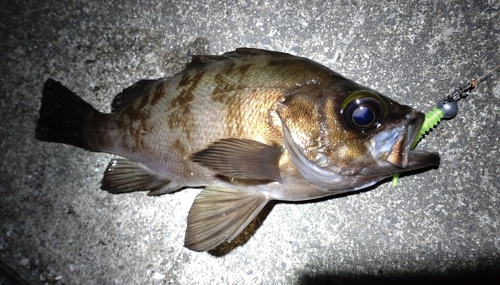 メバルの釣果