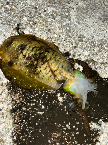 アオリイカの釣果