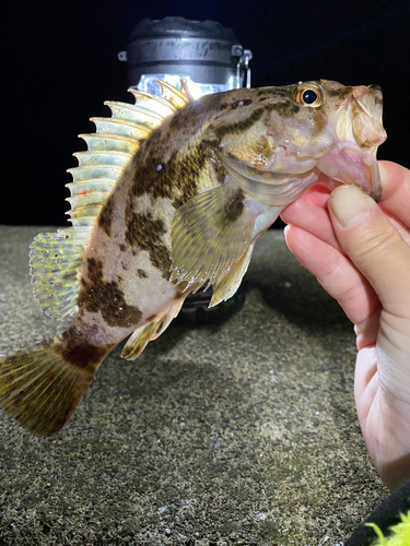 ソイの釣果