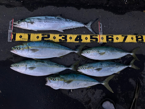 サゴシの釣果