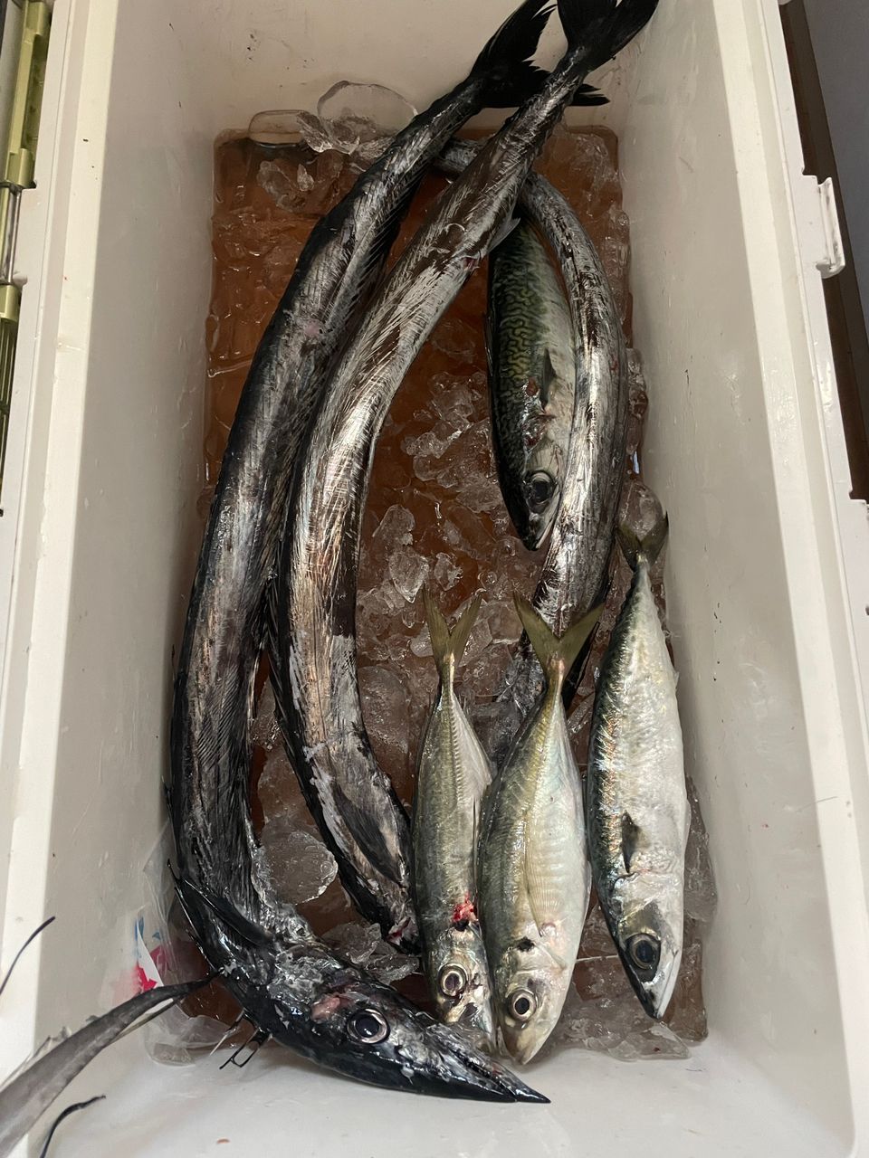 やさいさんさんの釣果 2枚目の画像