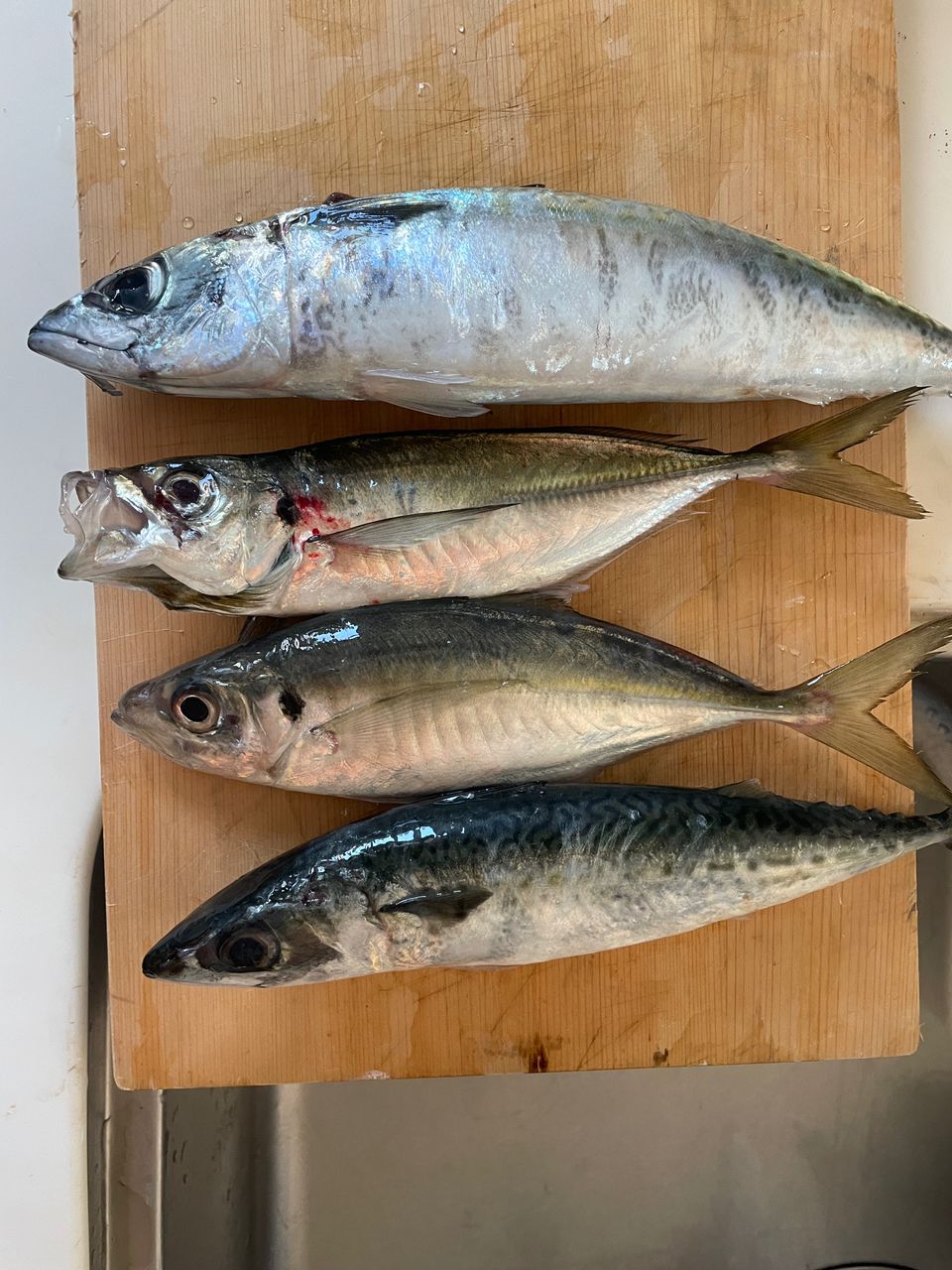 やさいさんさんの釣果 3枚目の画像