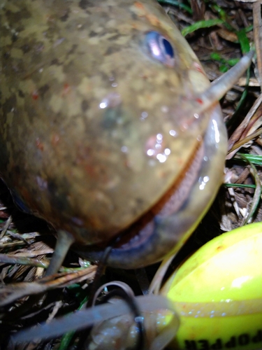 ナマズの釣果