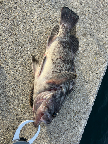 クロソイの釣果