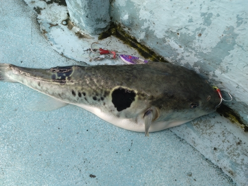 トラフグの釣果