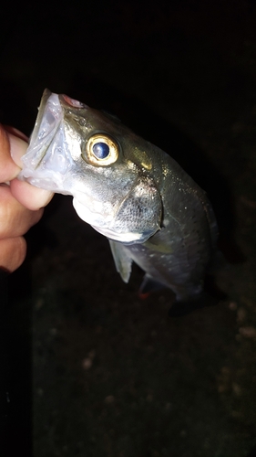 セイゴ（マルスズキ）の釣果